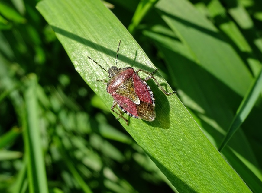 Dolycoris baccarum - közönséges bogyómászó-poloska Dolycoris baccarum - közönséges bogyómászó-poloska
