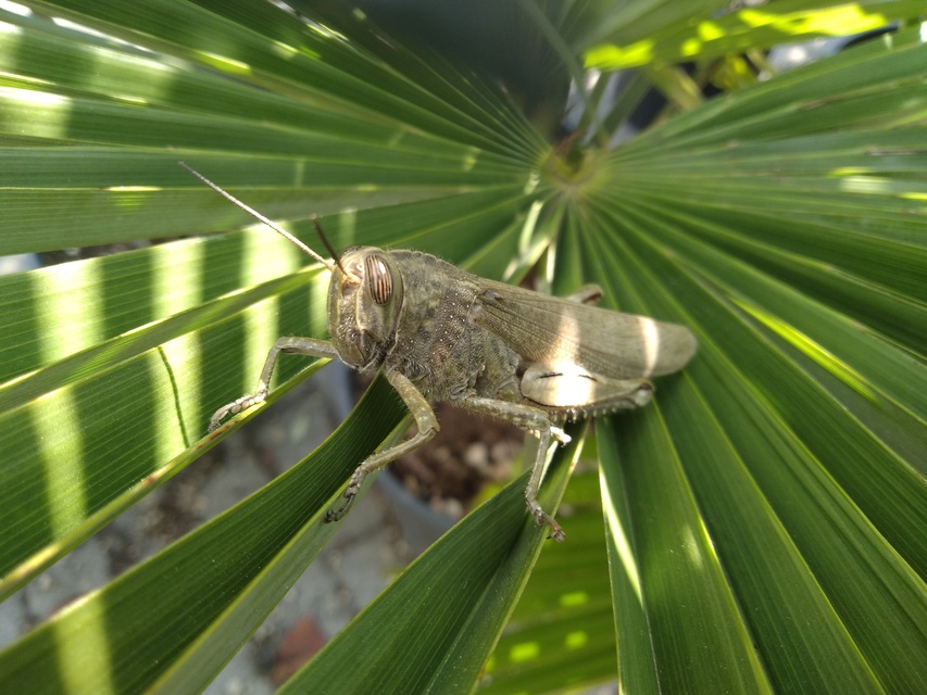 Anacridium aegyptium - egyiptomi sáska