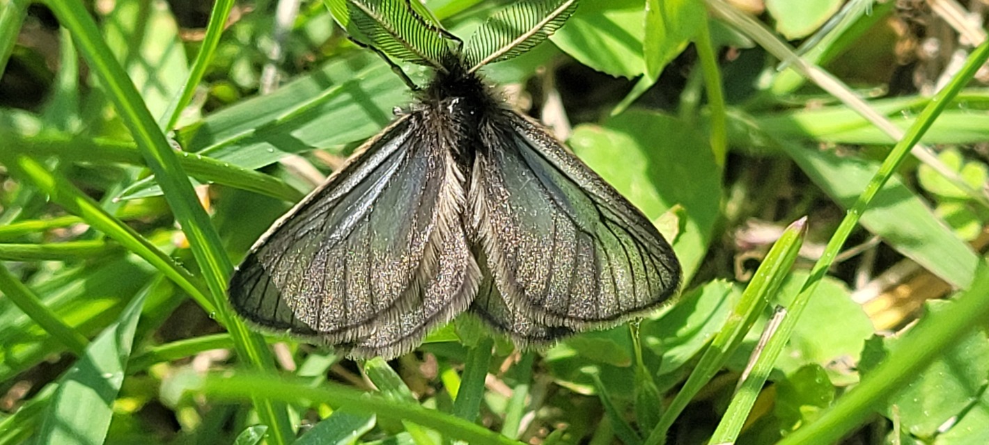 Pentophera morio - réti gyapjaslepke