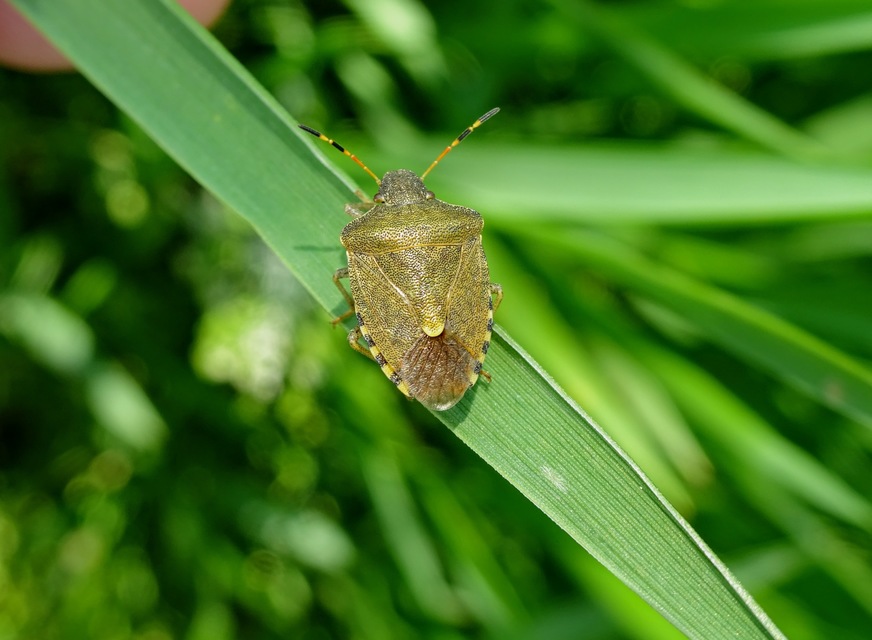 Peribalus strictus - tavaszi címerespoloska Peribalus strictus - tavaszi címerespoloska