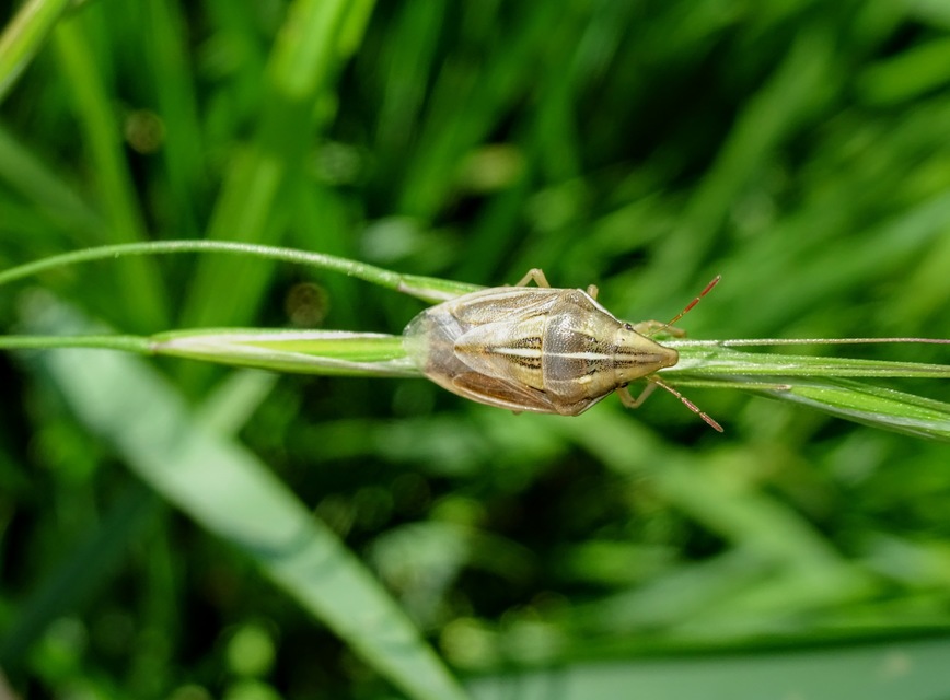 Aelia acuminata - közönséges szipolypoloska Aelia acuminata - közönséges szipolypoloska