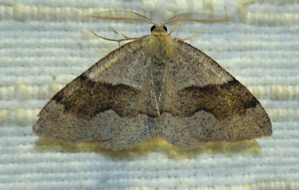 Plagodis pulveraria - szemcsés araszoló
