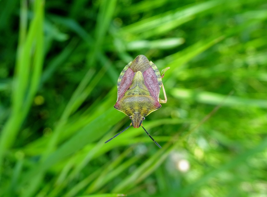 Carpocoris purpureipennis - piros gyümölcspoloska Carpocoris purpureipennis - piros gyümölcspoloska