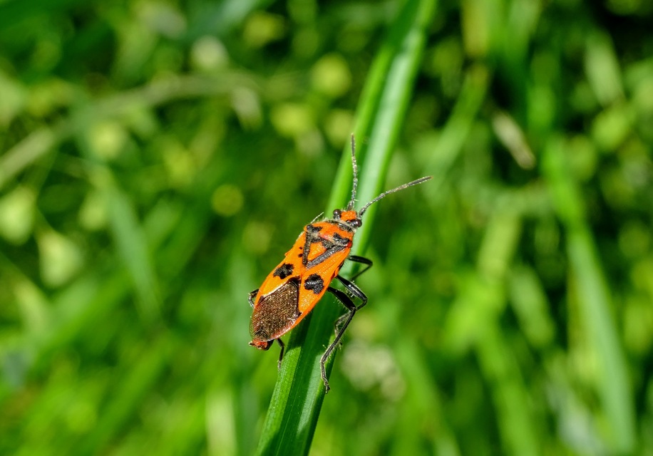 Corizus hyoscyami - piros karimáspoloska