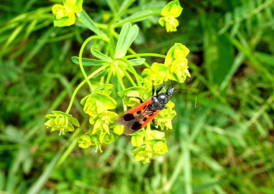 Peirates hybridus - foltos rablópoloska