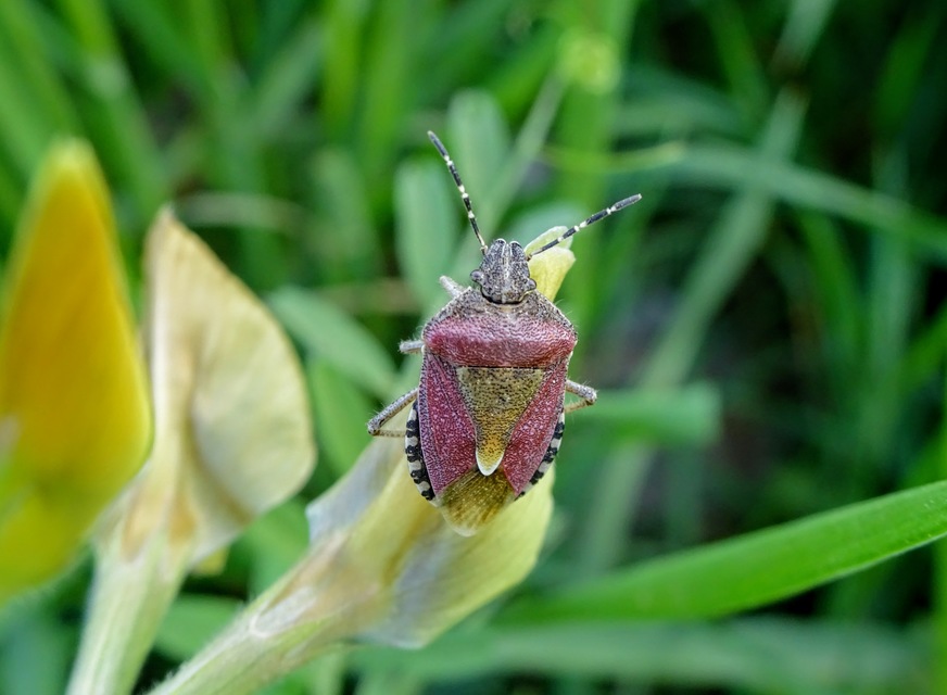 Dolycoris baccarum - közönséges bogyómászó-poloska Dolycoris baccarum - közönséges bogyómászó-poloska