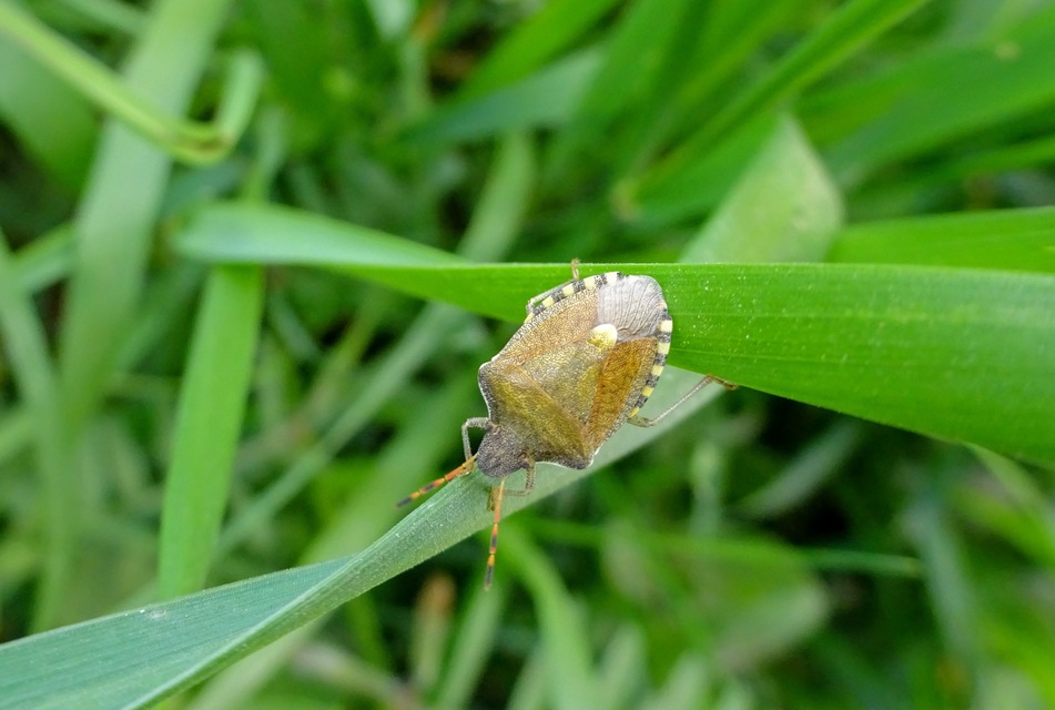 Peribalus strictus - tavaszi címerespoloska Peribalus strictus - tavaszi címerespoloska