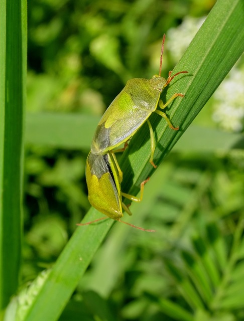 Piezodorus lituratus - bíboros címerespoloska Piezodorus lituratus - bíboros címerespoloska
