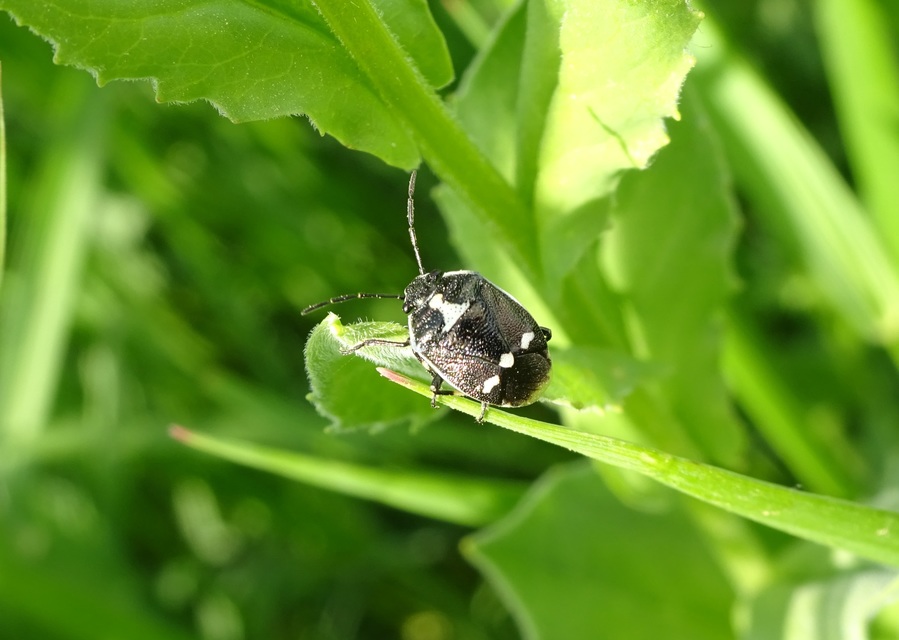 Eurydema oleracea - paréjpoloska Eurydema oleracea - paréjpoloska