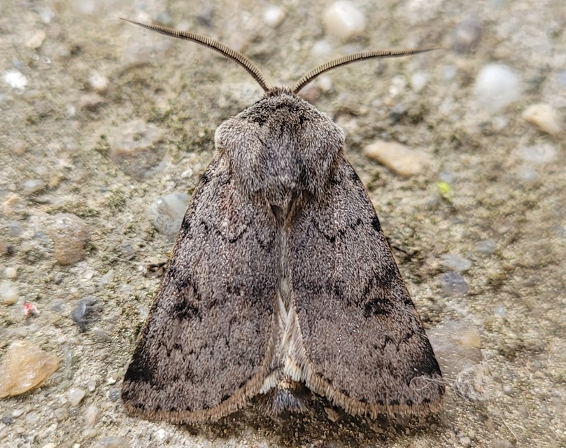 Agrotis cinerea - szürkés földibagoly