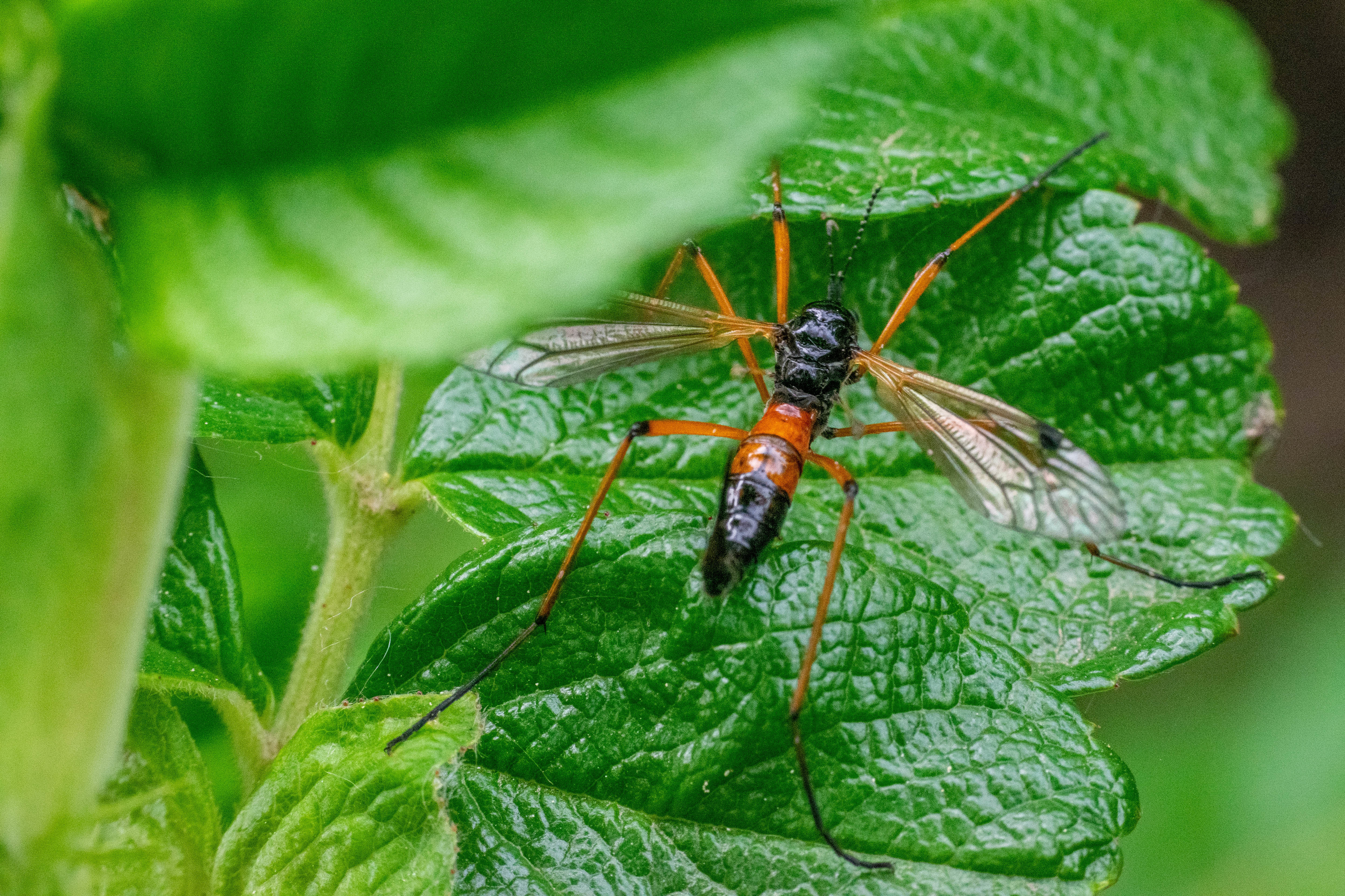 Tanyptera nigricornis