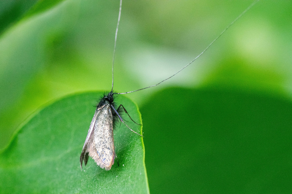 Adela reaumurella - smaragdfényű tőrösmoly