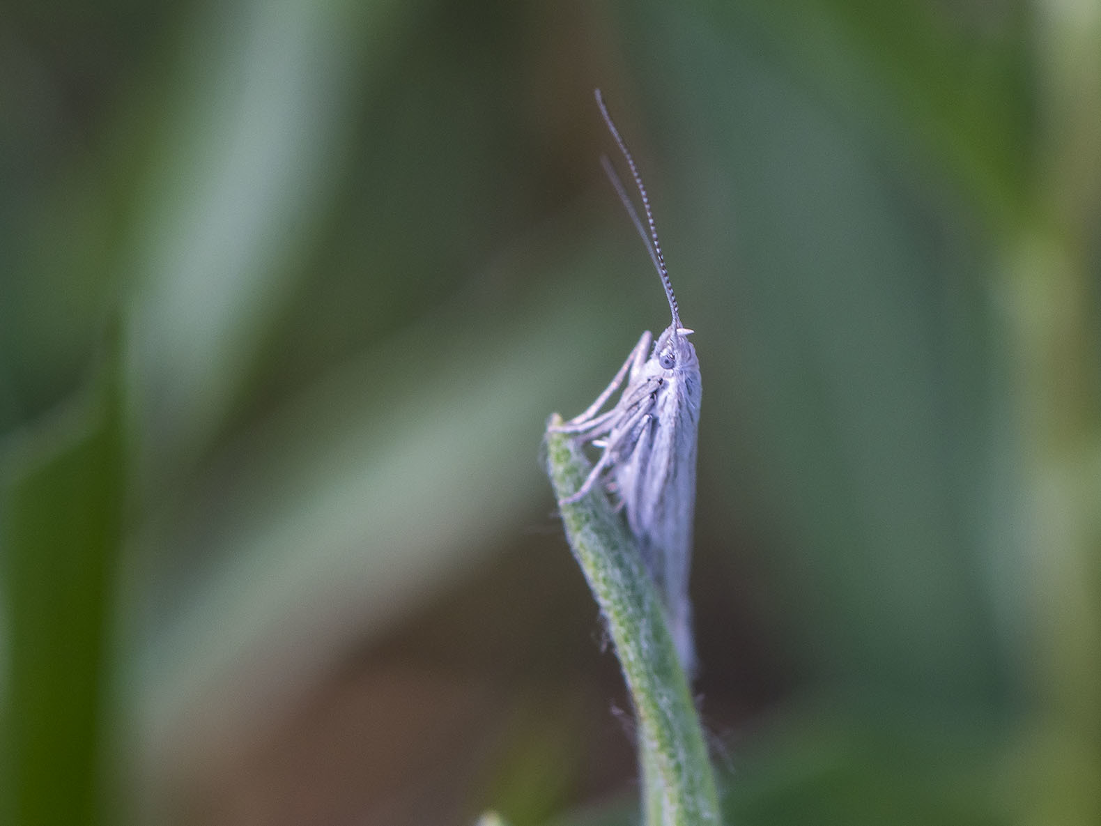 Coleophora impalella - bélmegyeri zsákosmoly
