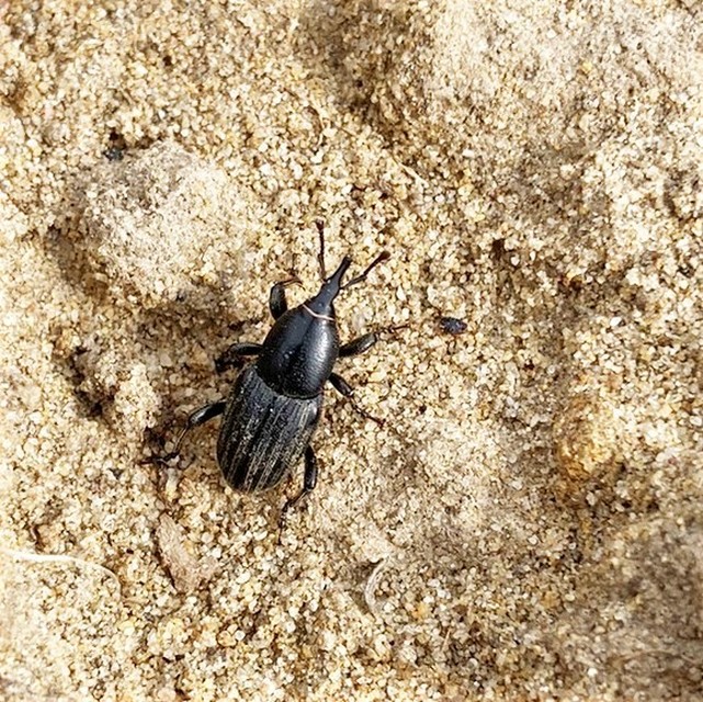Sphenophorus striatopunctatus - mezei zsuzsok