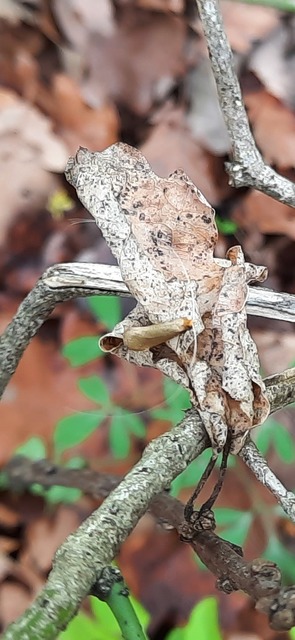 Nematopogon