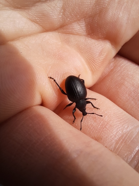 Otiorhynchus catenulatus - gyászos gyalogormányos
