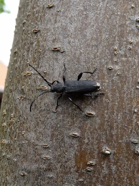 Ropalopus macropus - kis facincér Ropalopus macropus - kis facincér