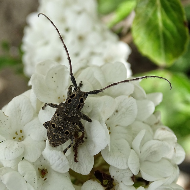 Mesosa curculionoides - szemfoltos cincér