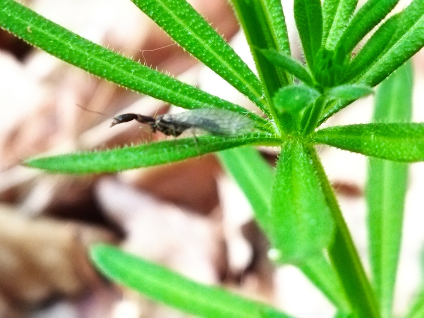 Raphidioptera - Tevenyakú-fátyolkák