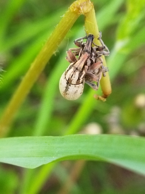 Pseudocleonus cinereus - hamvas barkó