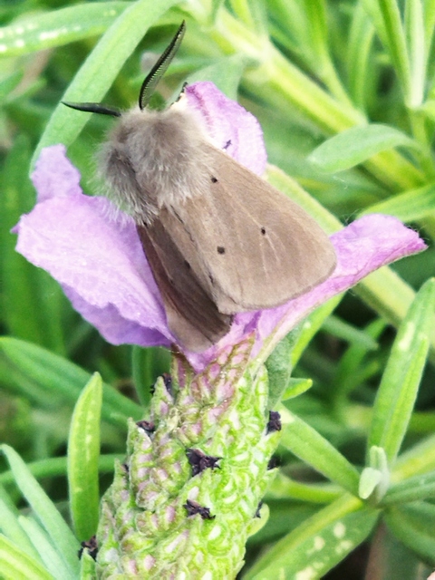 Diaphora mendica - felemás medvelepke