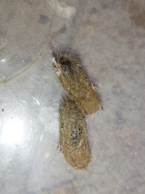 Diaphora mendica - felemás medvelepke
