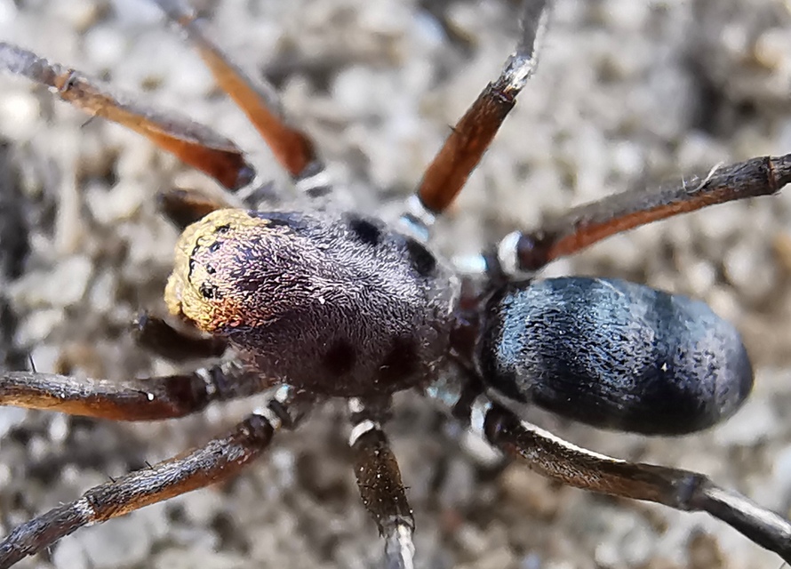 Micaria fulgens