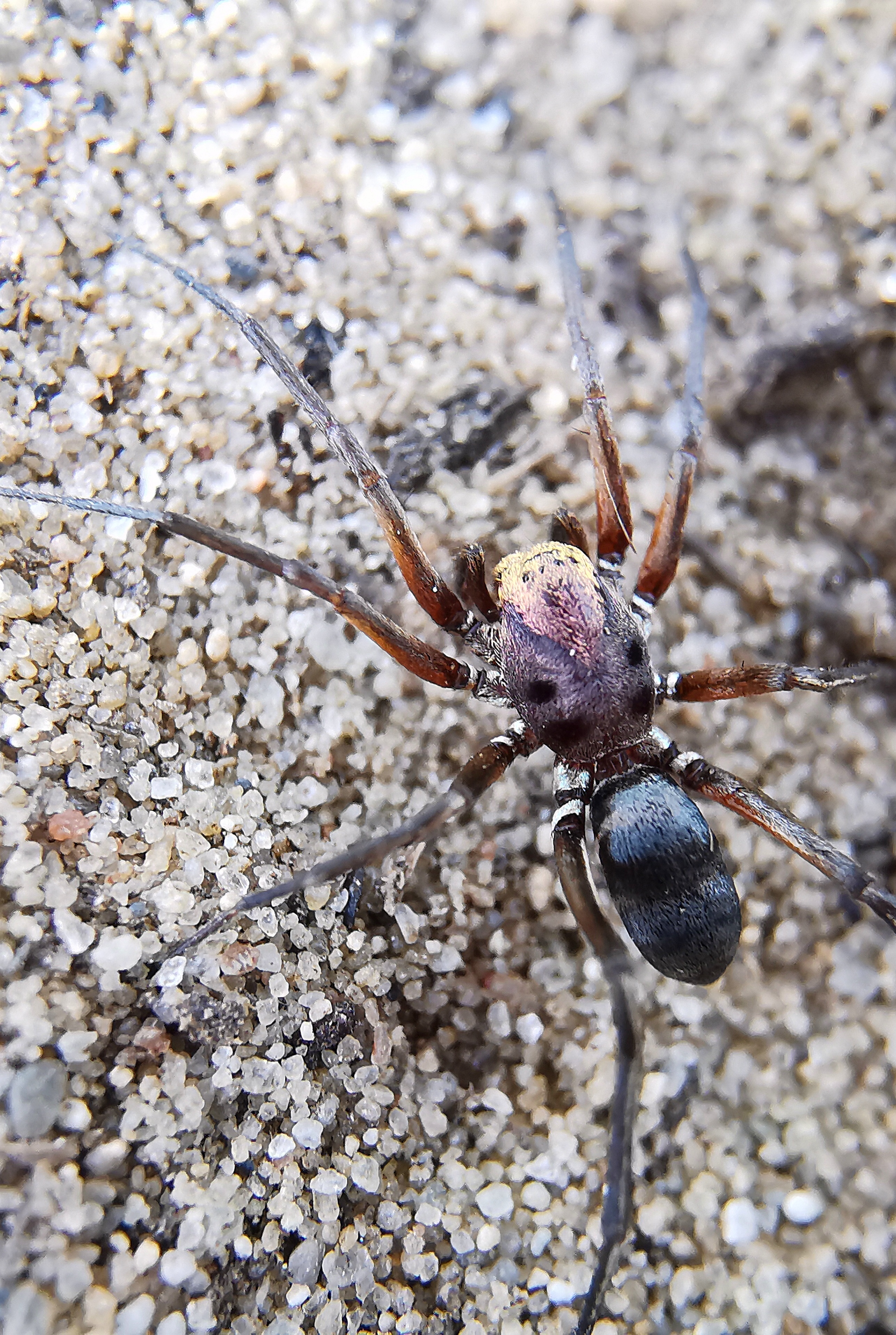 Micaria fulgens