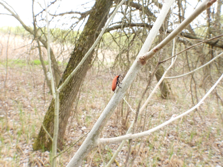 Pyrochroa serraticornis - közép-bíborbogár
