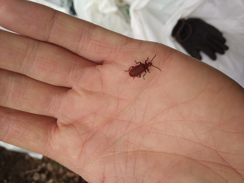 Pyrochroa serraticornis - közép-bíborbogár