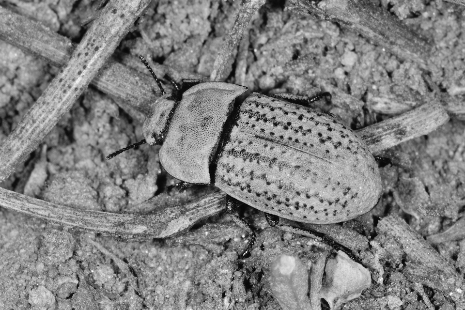 Opatrum sabulosum - sároshátú gyászbogár