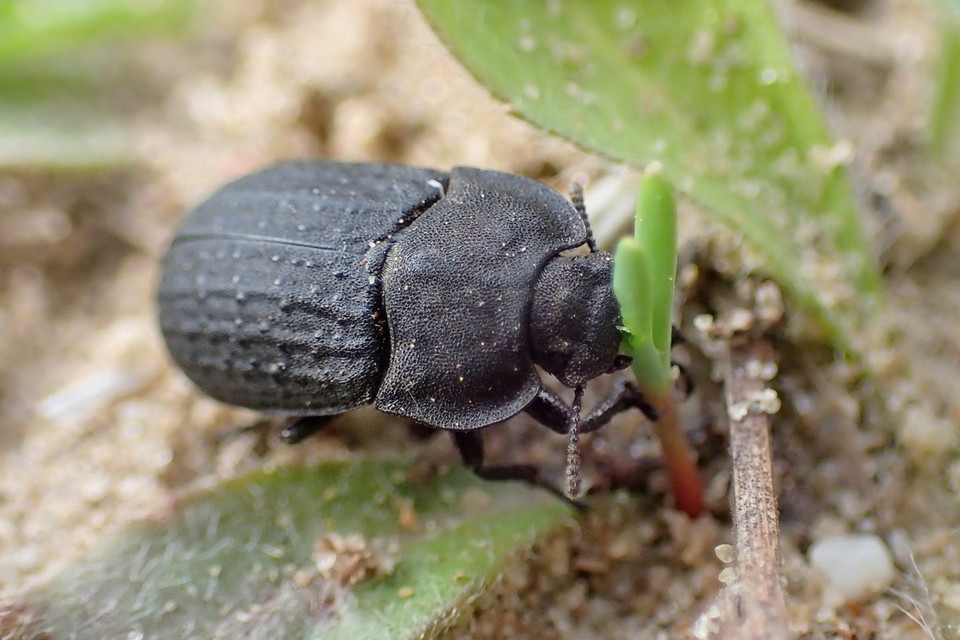 Opatrum sabulosum - sároshátú gyászbogár