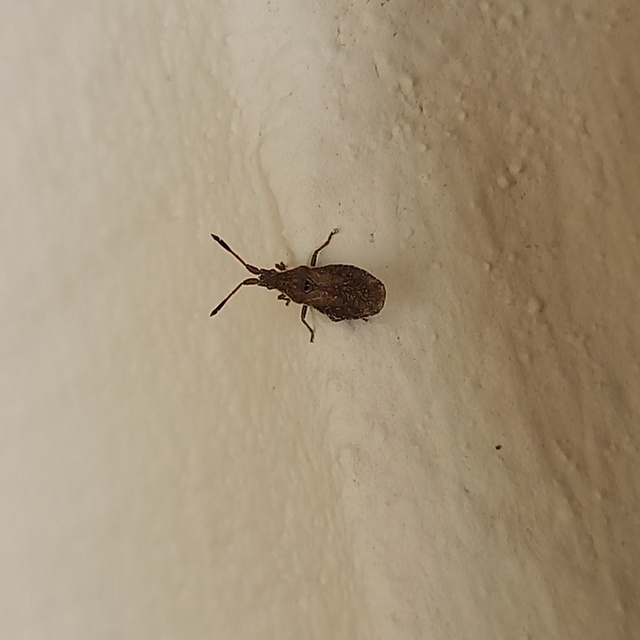 Spathocera lobata - laposcsápú karimáspoloska