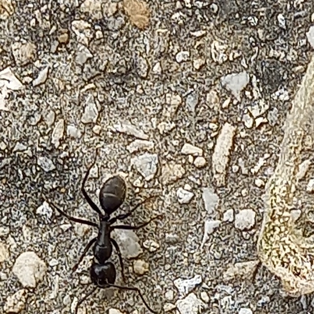 Camponotus vagus - fekete lóhangya