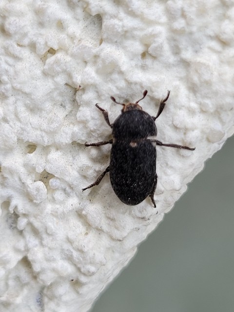 Dermestes laniarius - gyászos porva
