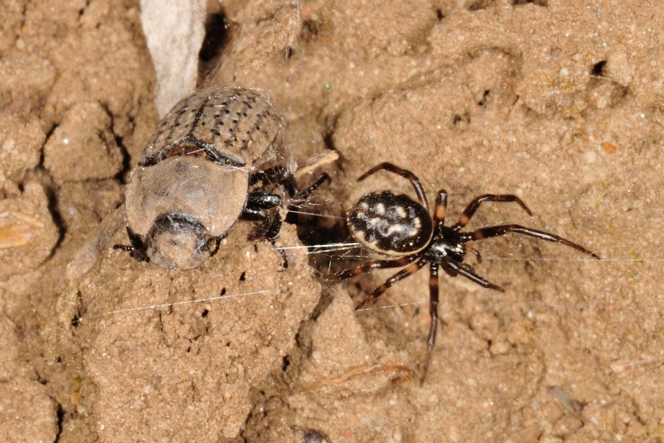 Steatoda albomaculata - koszorús törpepók