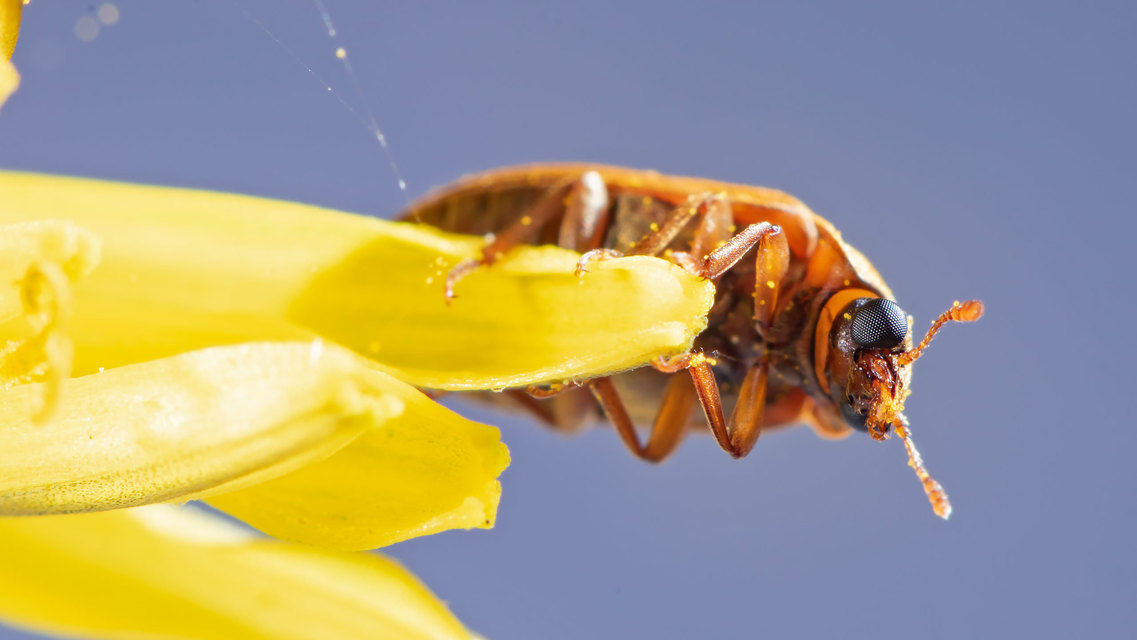 Byturus ochraceus - gyömbérgyökérbogár