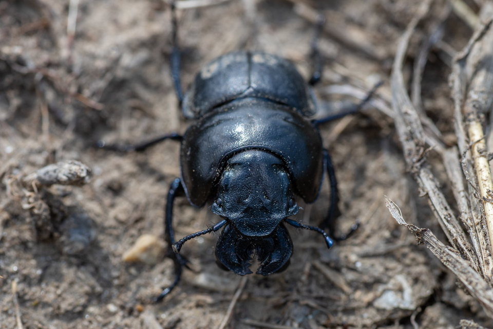Lethrus apterus - nagyfejű csajkó