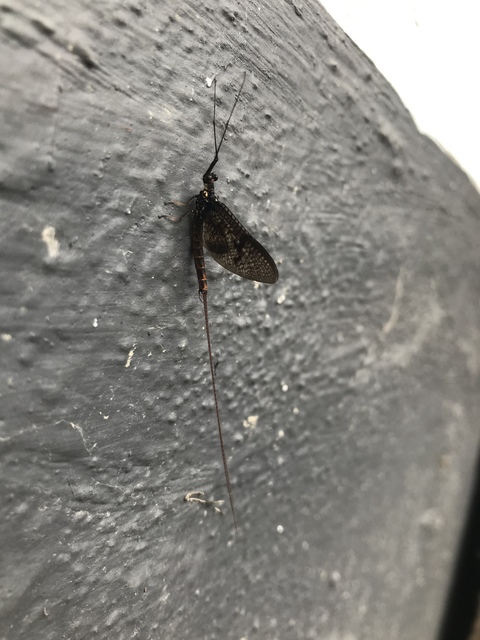 Ephemera vulgata - közönséges tarkakérész