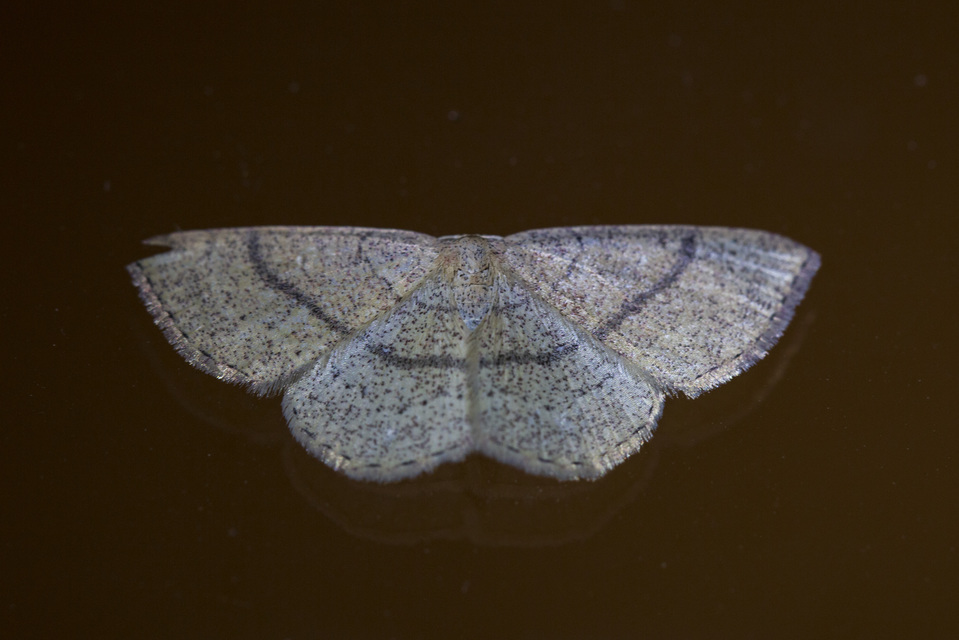 Cyclophora ruficiliaria - vörösrojtú pettyesaraszoló