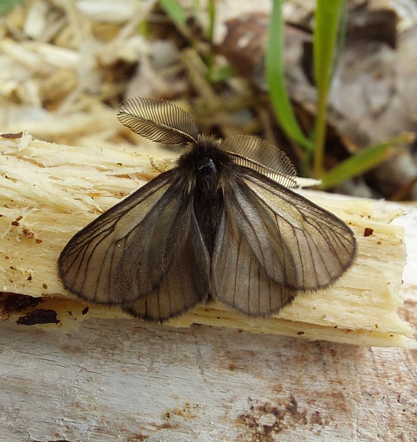 Pentophera morio - réti gyapjaslepke