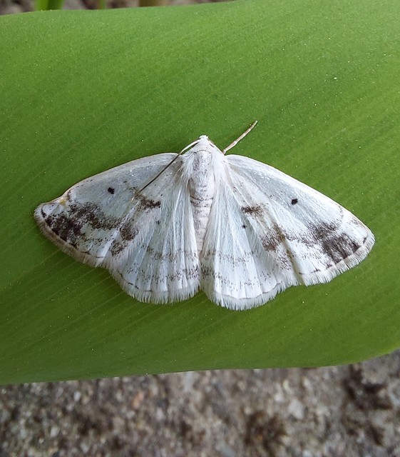 Lomographa temerata - foltos fehéraraszoló
