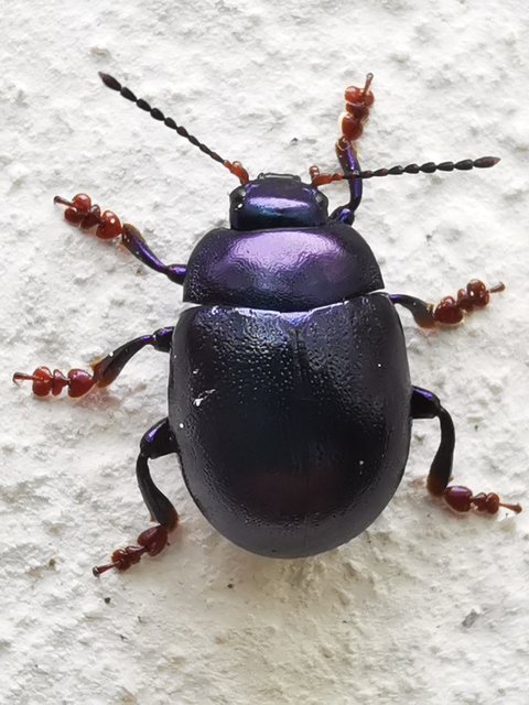 Chrysolina sturmi - vöröslábú levelész