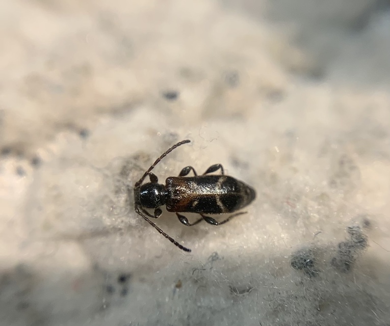 Phymatodes alni - apró háncscincér Phymatodes alni - apró háncscincér