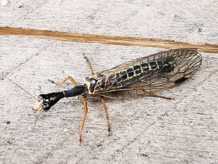 Raphidioptera - Tevenyakú-fátyolkák