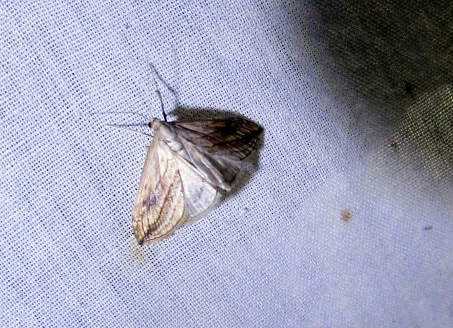 Evergestis forficalis - veteménymoly