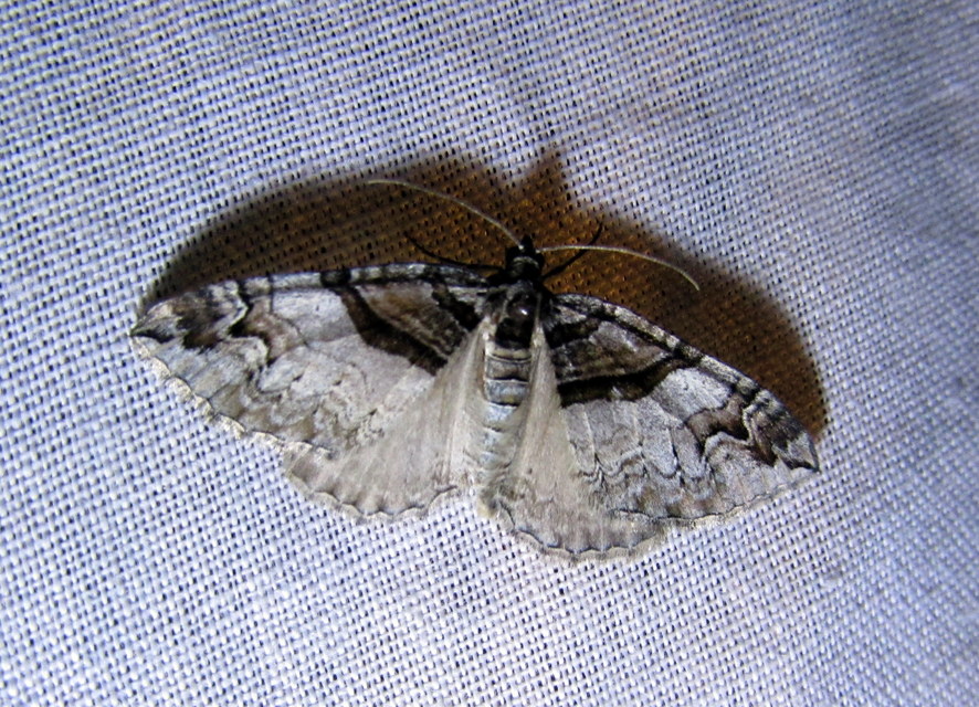Pareulype berberata - sóskafa-tarkaaraszoló