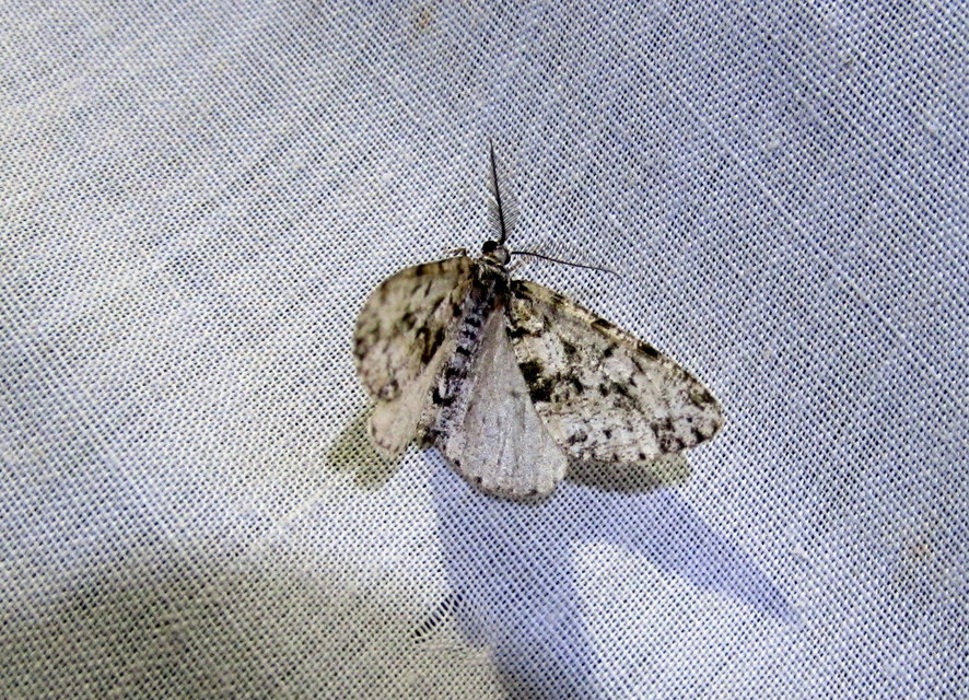 Fagivorina arenaria - bükkfaaraszoló