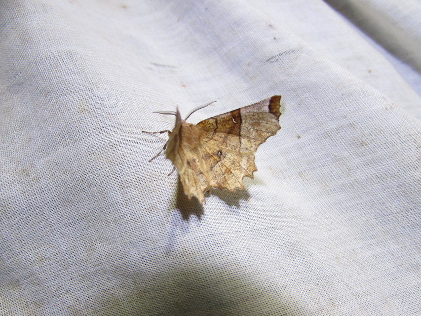 Selenia lunularia - egyfoltos holdasaraszoló