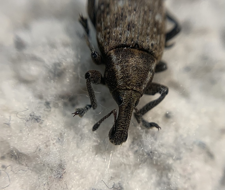 Lepyrus capucinus - pettyes fűzormányos